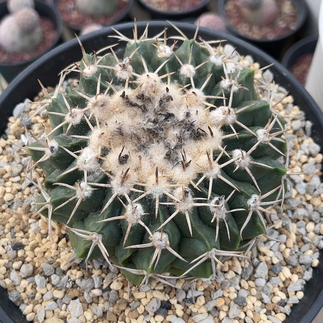 仙人球南国玉属地球丸实生8.5厘米