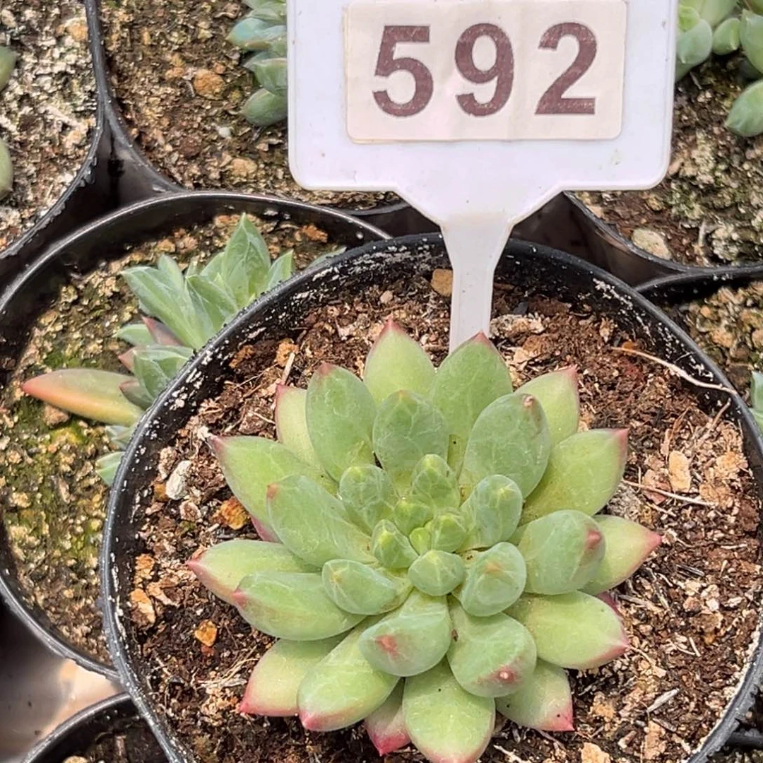 多肉植物美人x杂592