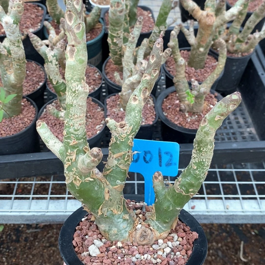 阿房宫多肉植物一个