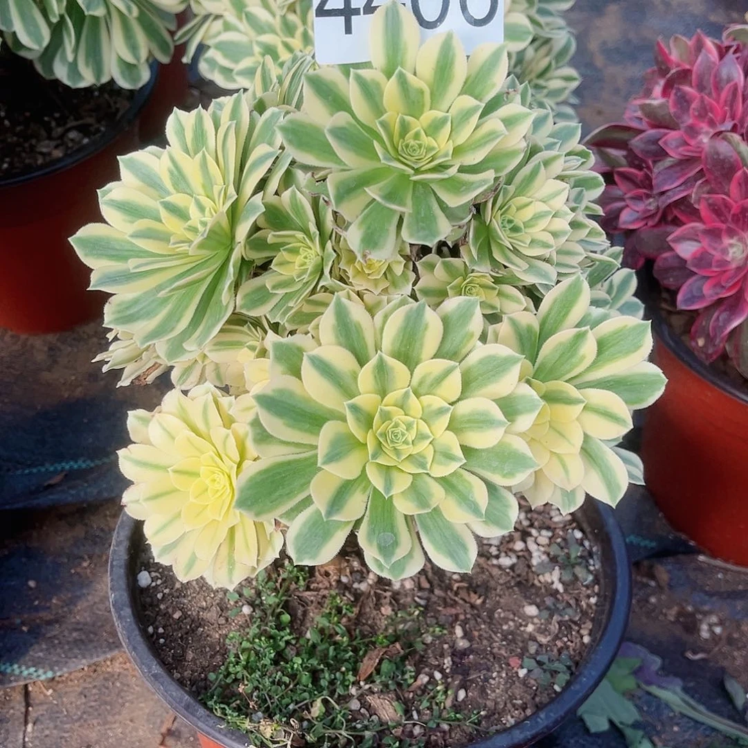 4406迈巴赫多肉植物