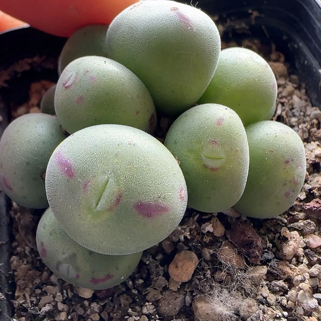 脱土发货哦25201