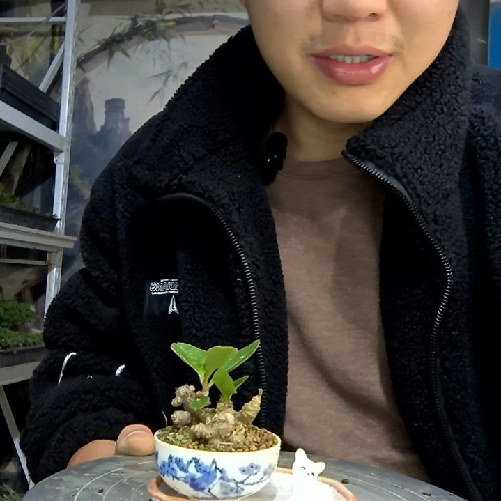 妈***猪中青园艺一物一拍花427