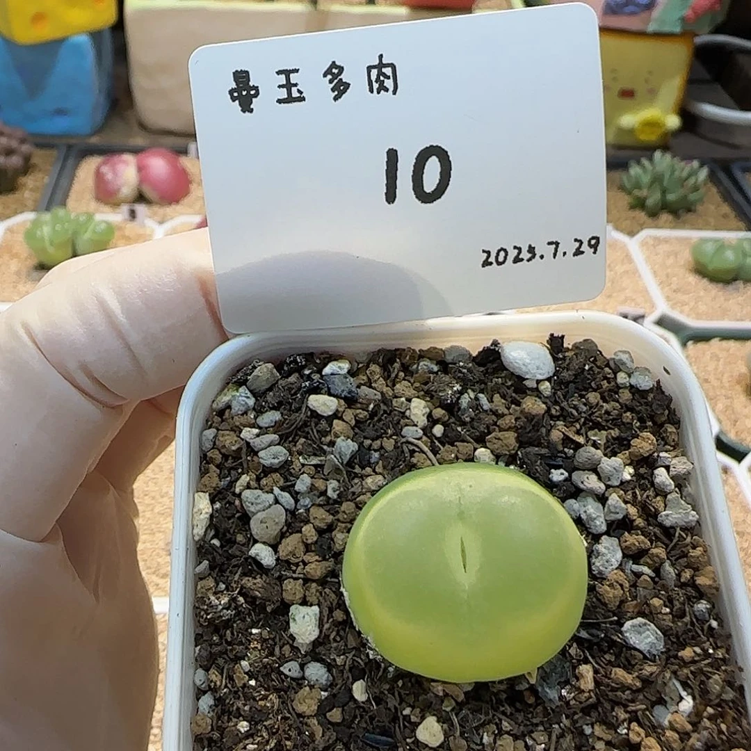 *****多肉多肉多天7.29-10