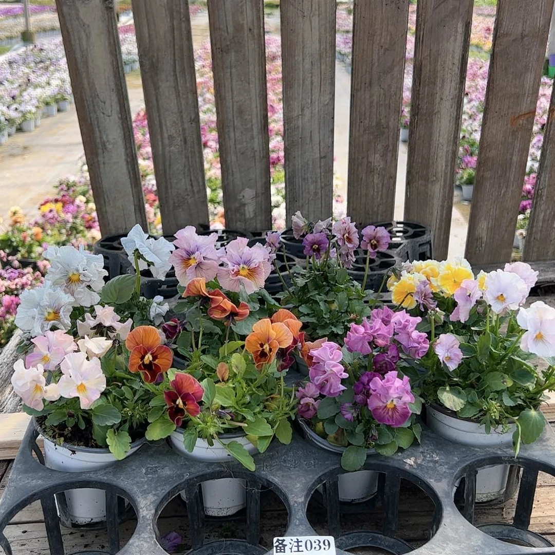 【闪购商品】039号