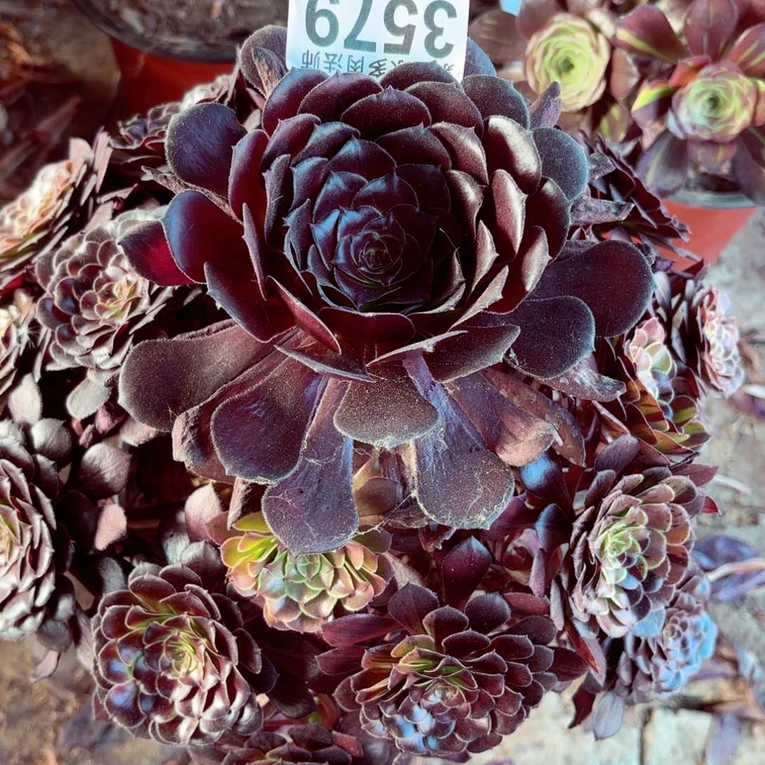 无花朵2棚法师00003579喷墨