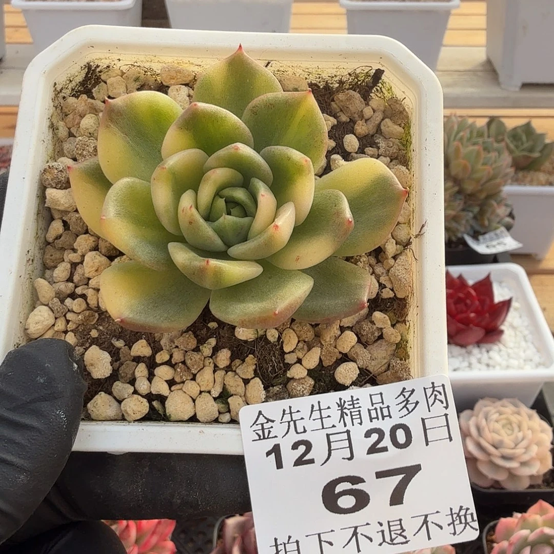 1220-57冰城锦单头