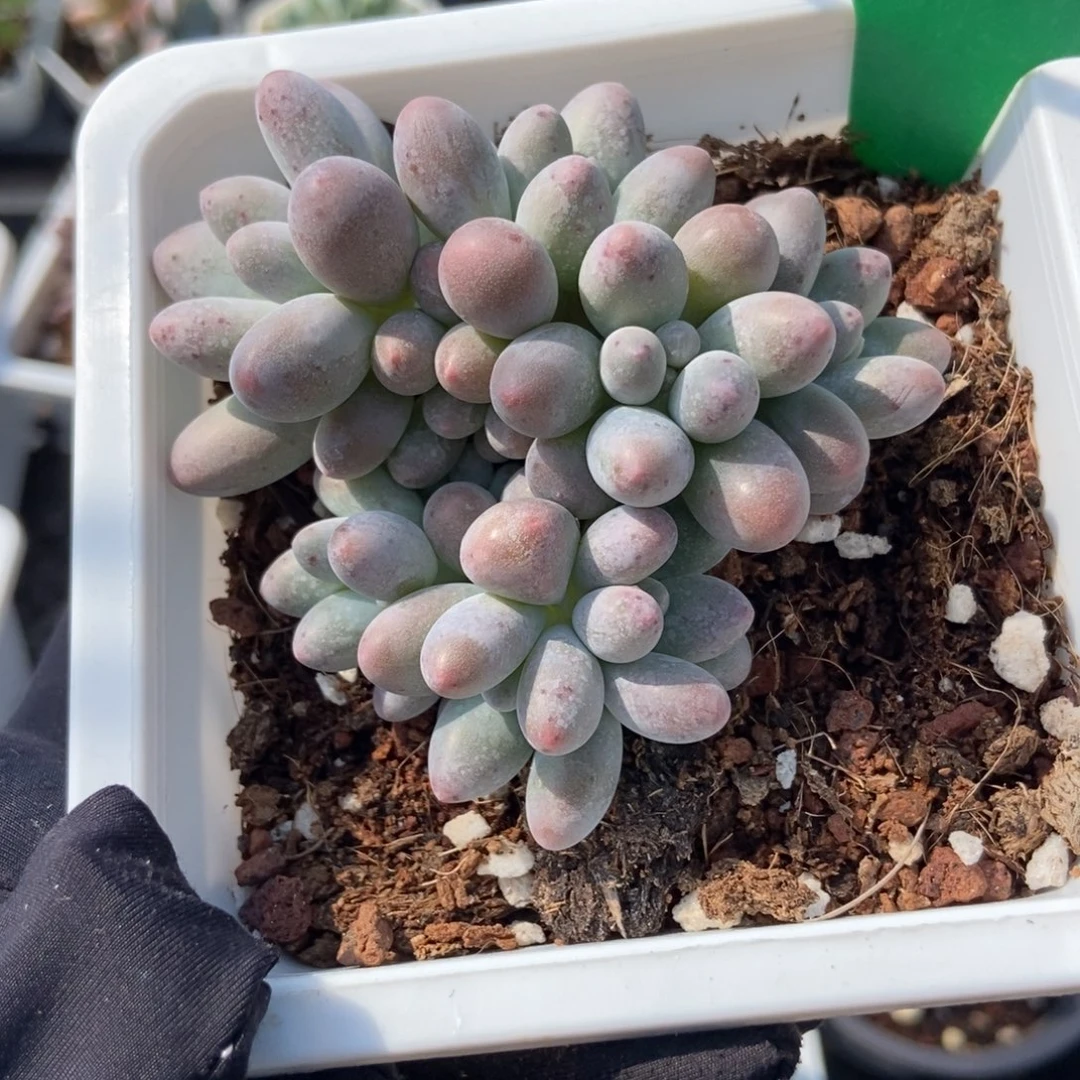 157汤圆多肉植物保护