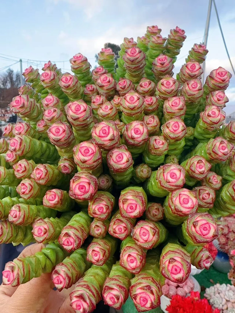 X钱串  好看好养 云南基地直发 带盆带土