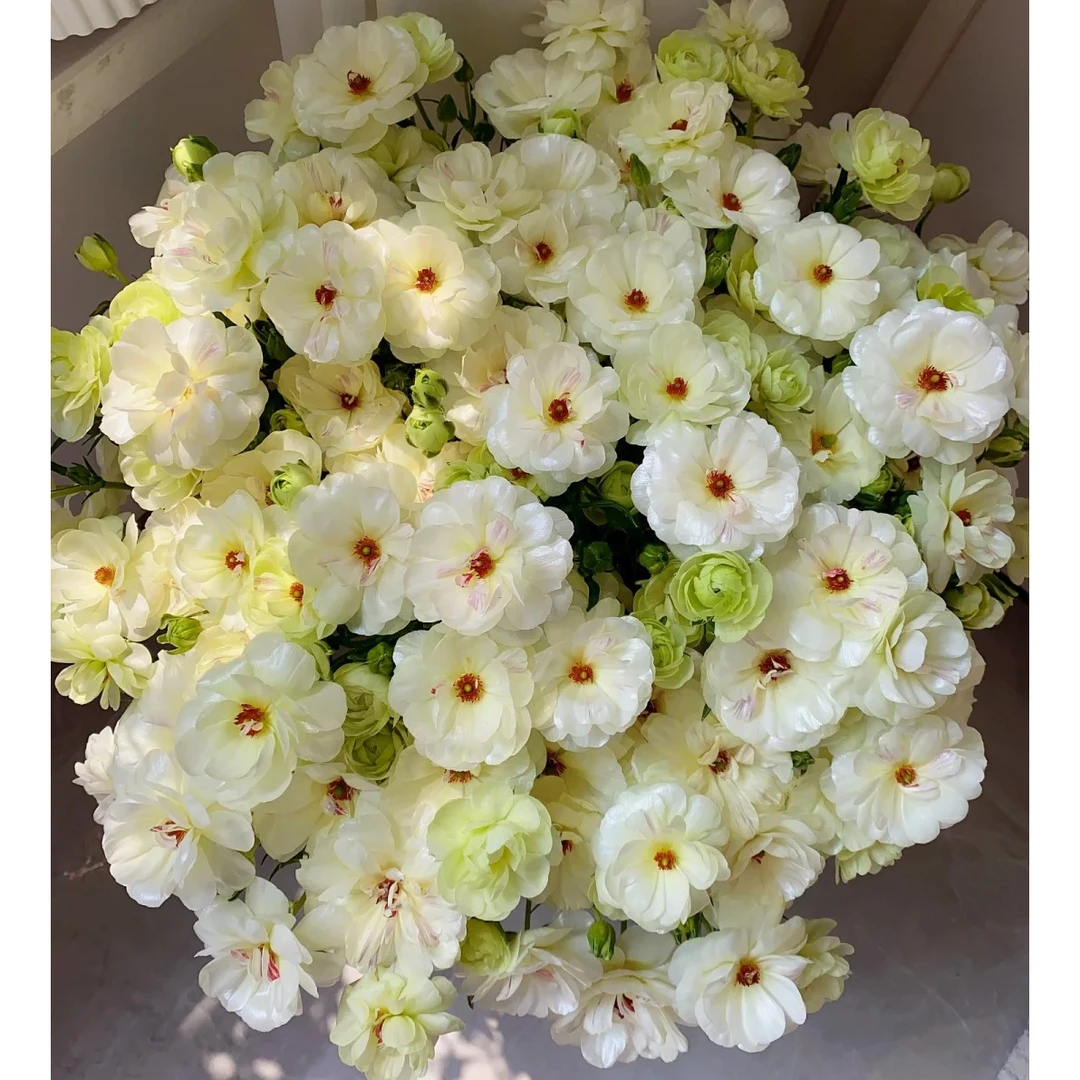 七叶花坊# 【蝴蝶洋牡丹-尼诺斯，海力士】高品质洋牡丹 鲜花优选