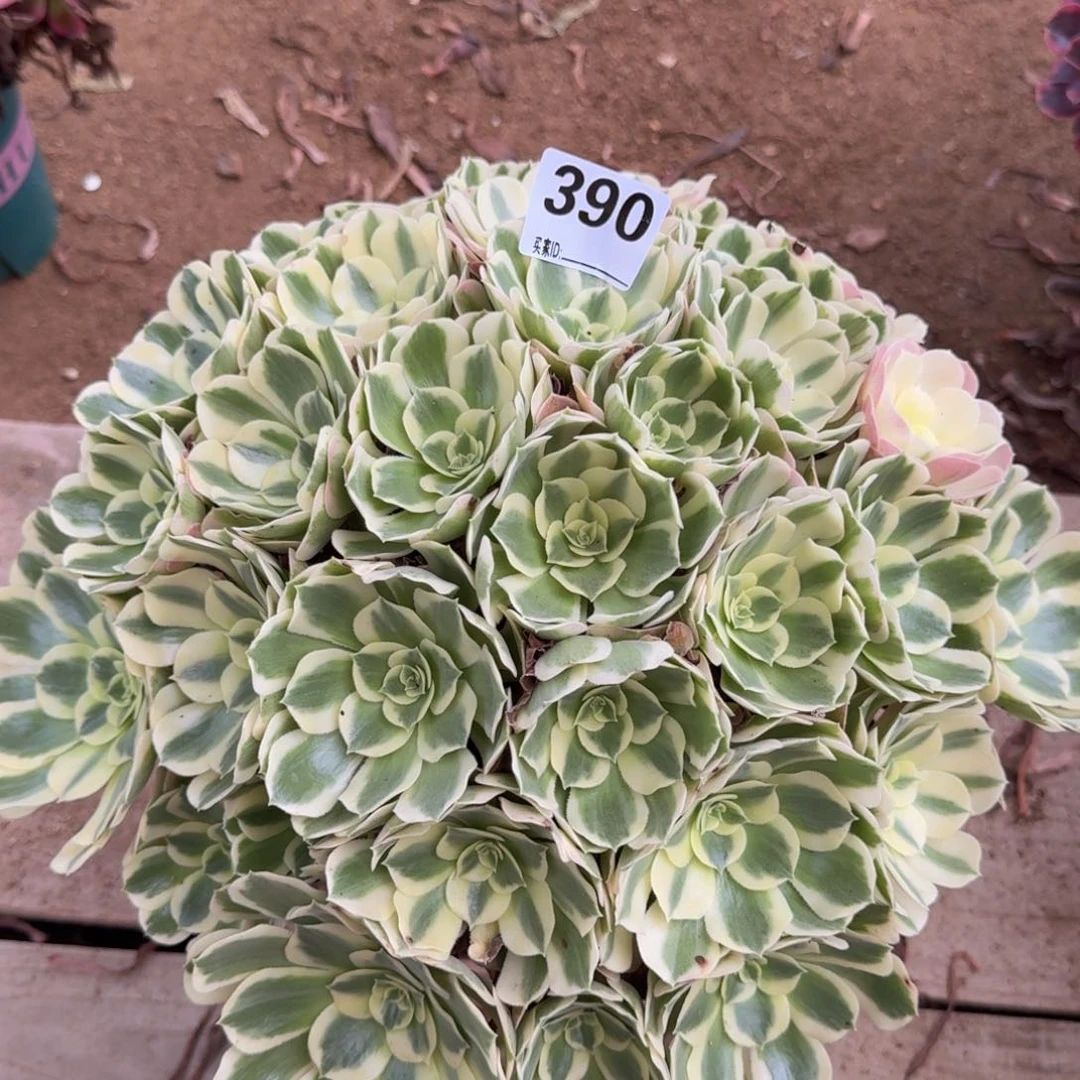 380白凤多肉植物