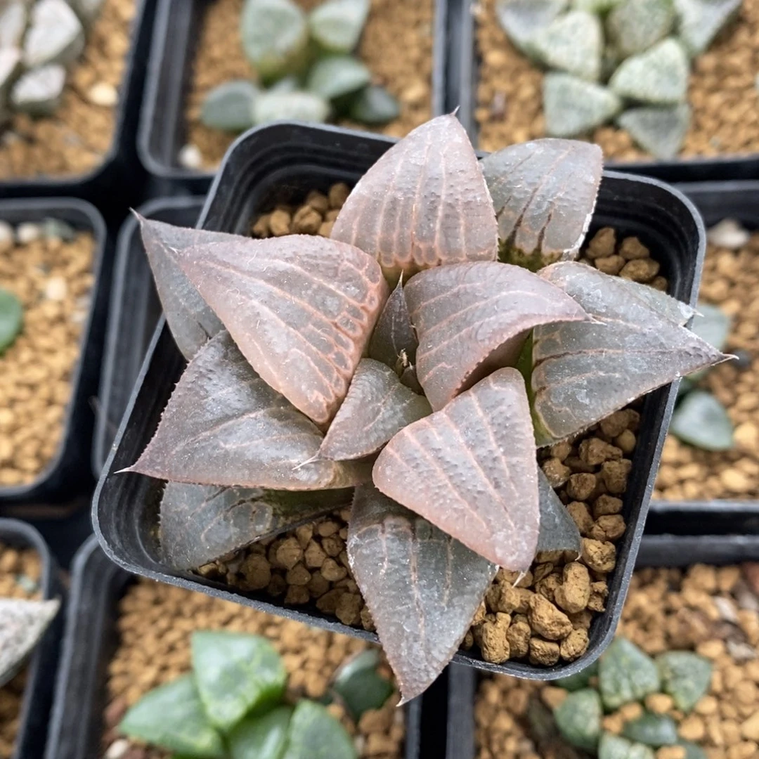 643 一颗点赞福利