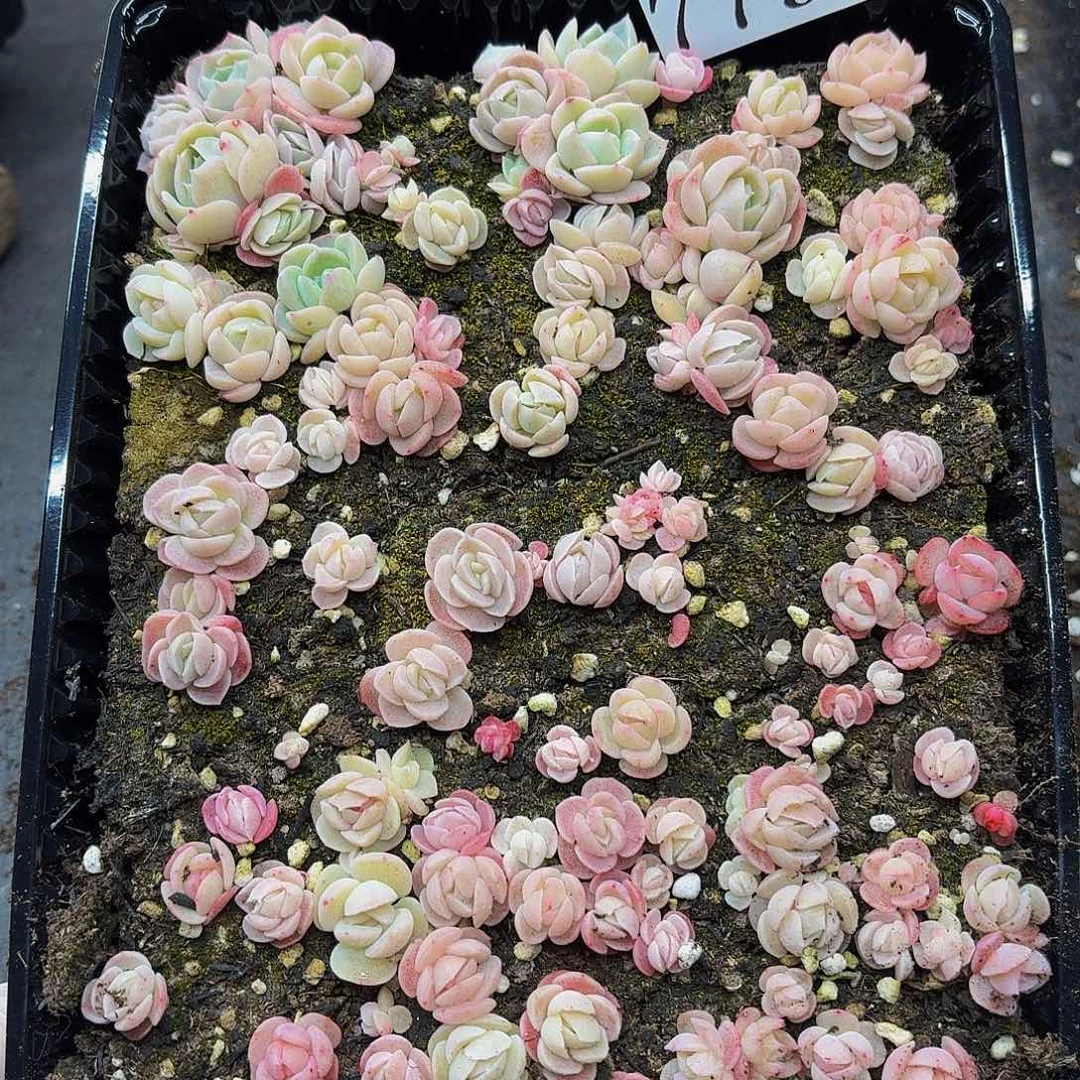 多肉植物多肉植物779