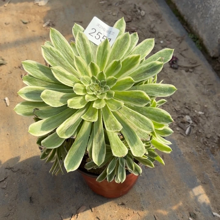 碧浪多肉法师2551