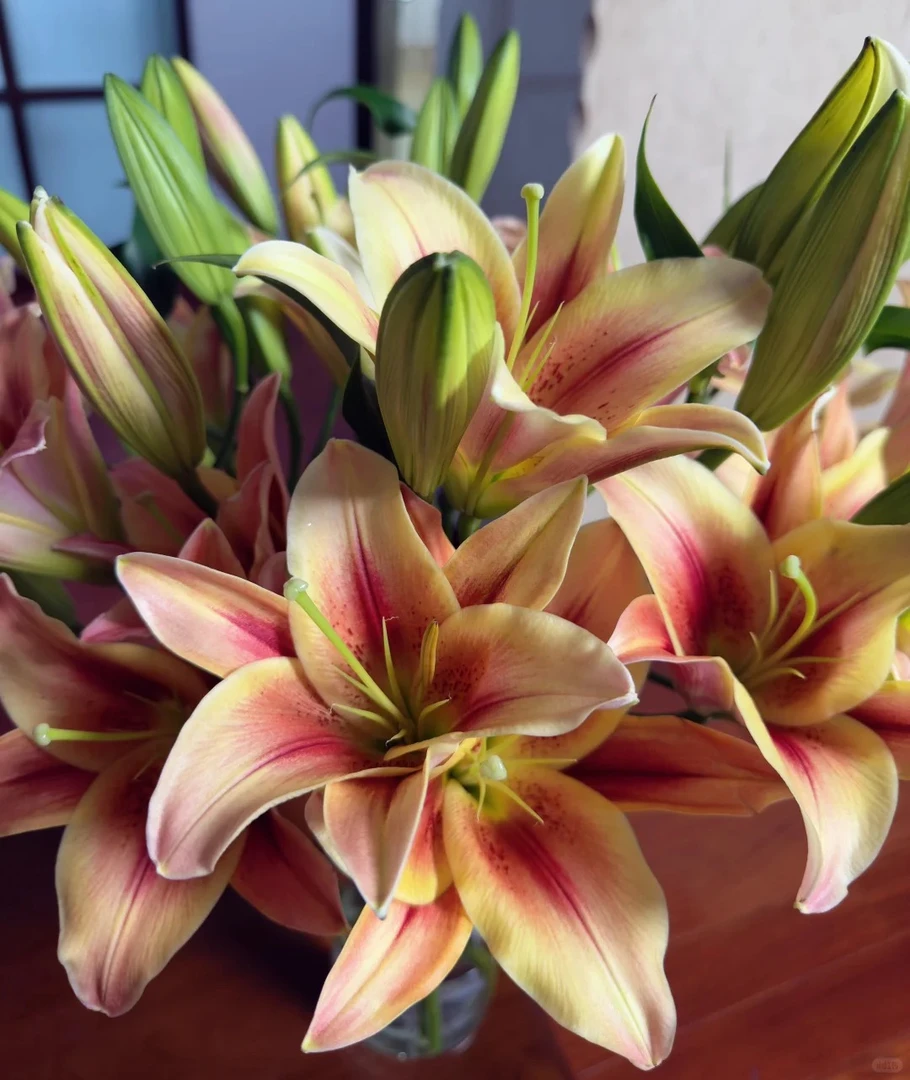 【大聪明百合】橙色海湾百合-任意2单鲜花包邮发货后不支持退款