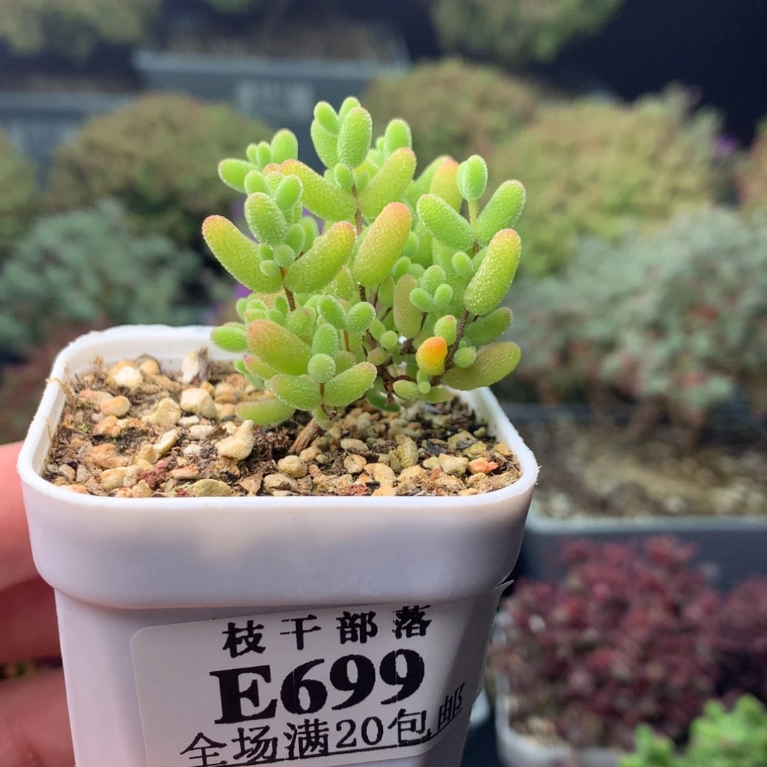 蜜桔糖球699。