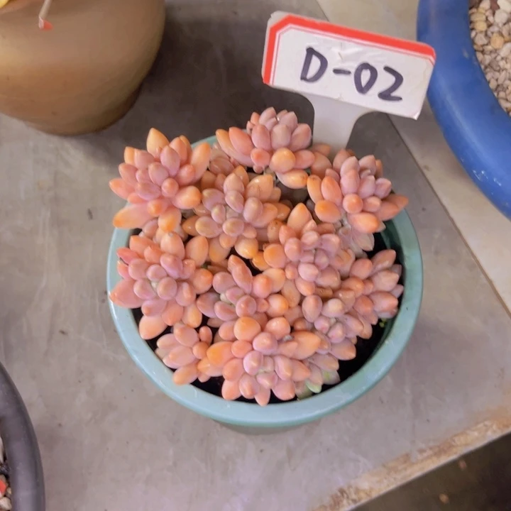 星黛露d02多肉植物