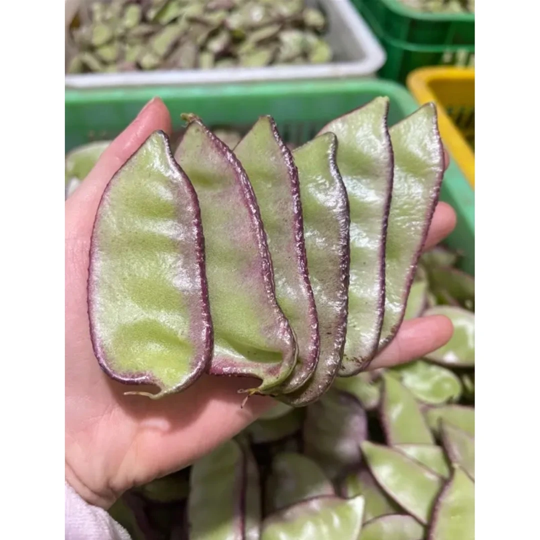 【紫边眉豆种子】家庭种植阳台小院花园盆栽地栽四季种植易栽易活