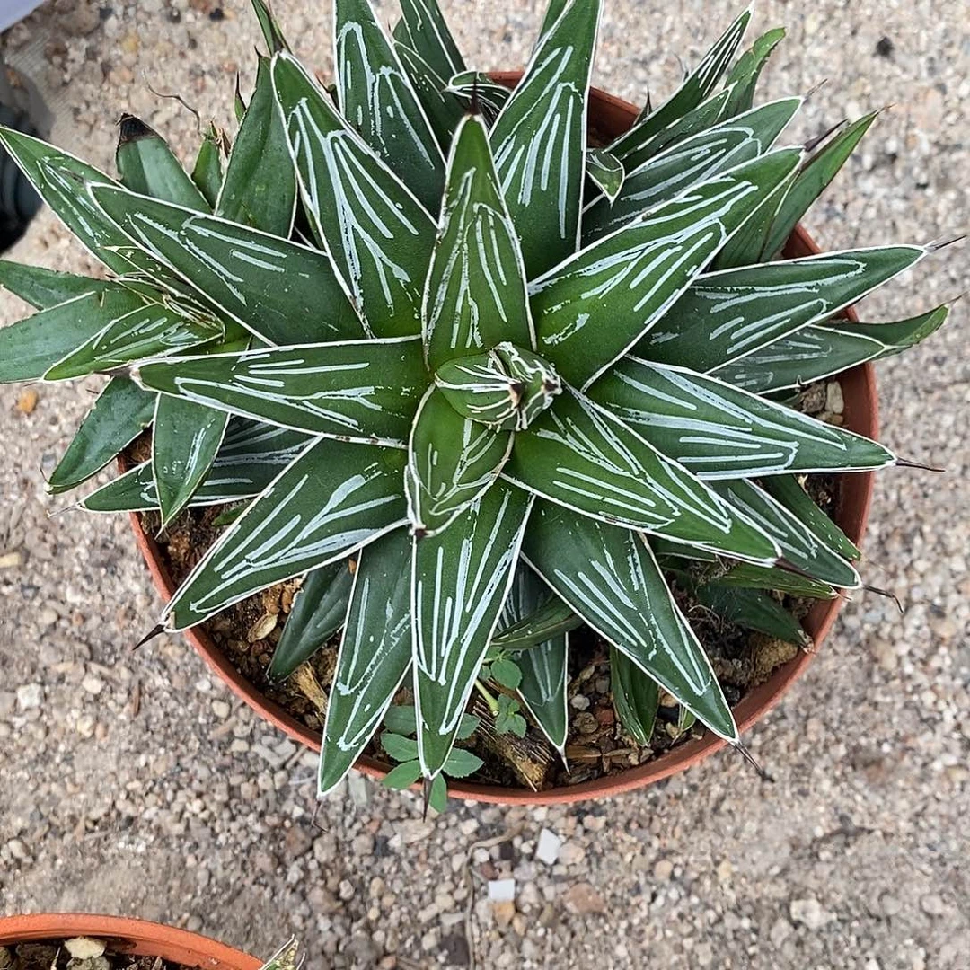 直纹屉之雪龙舌兰