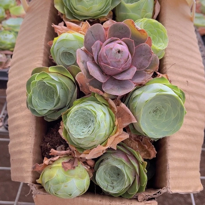 无花朵十八颗玫瑰➕花篮888