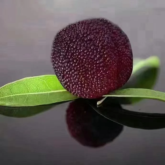 福建浮宫大杨梅顺丰包邮净重2斤新鲜杨梅福建省