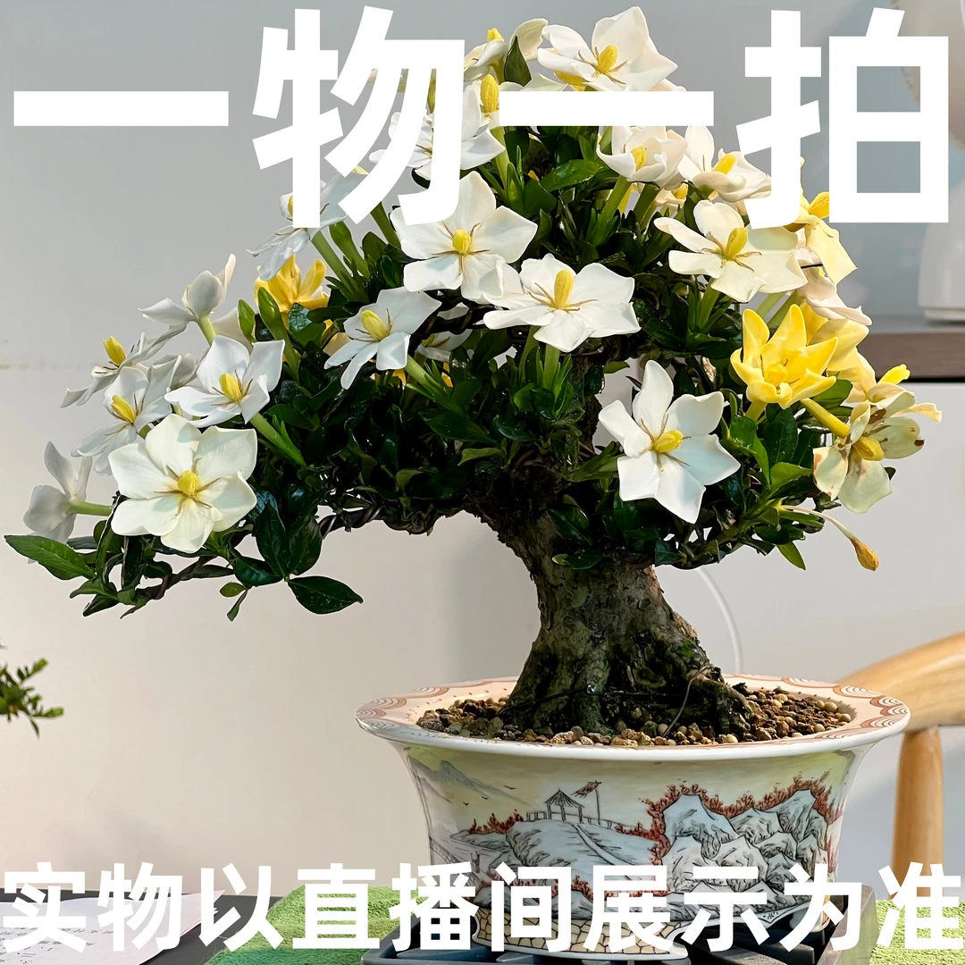 闽卉栀子花开花绿植一物一拍以直播间为准