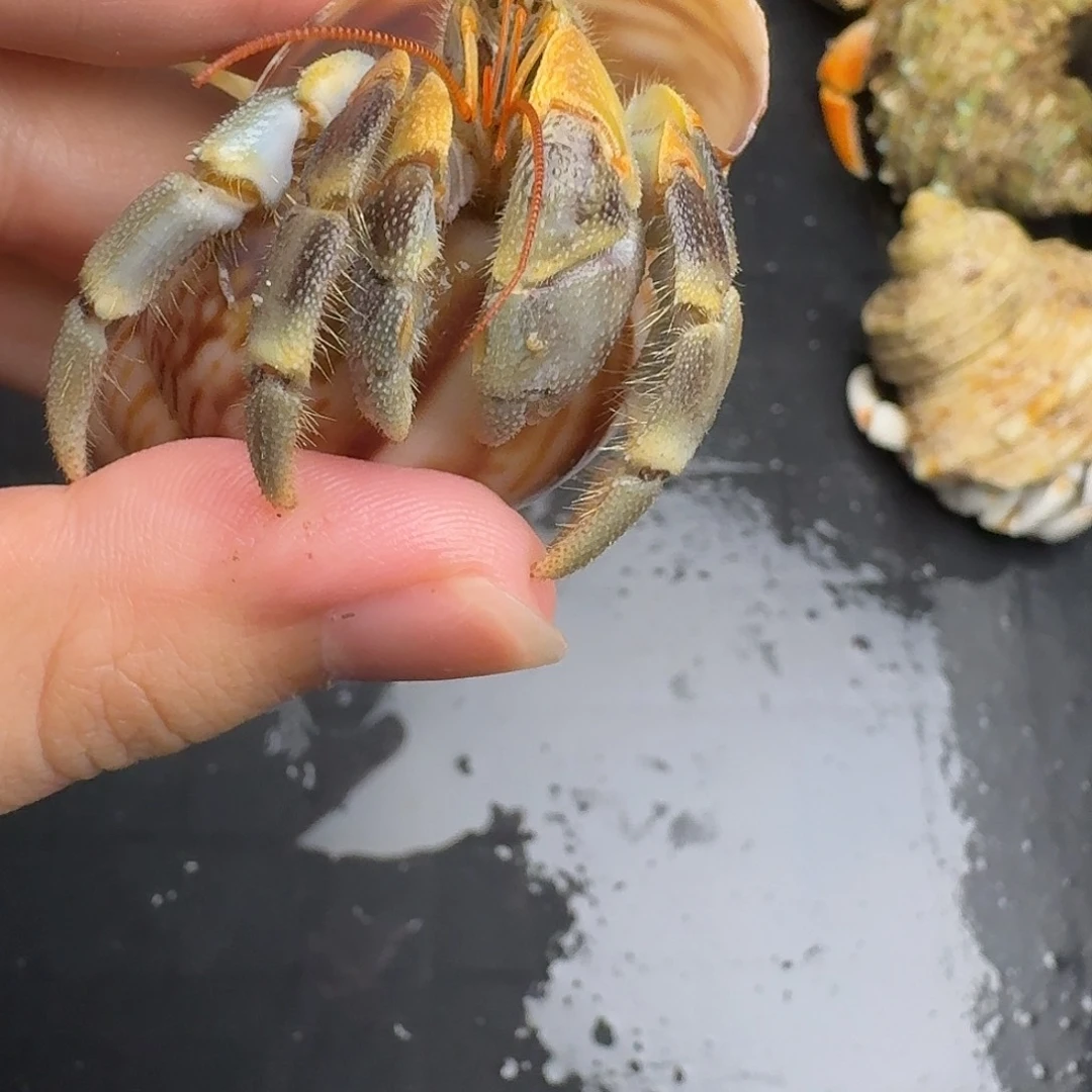 36号2.7号虎纹啦啦啦