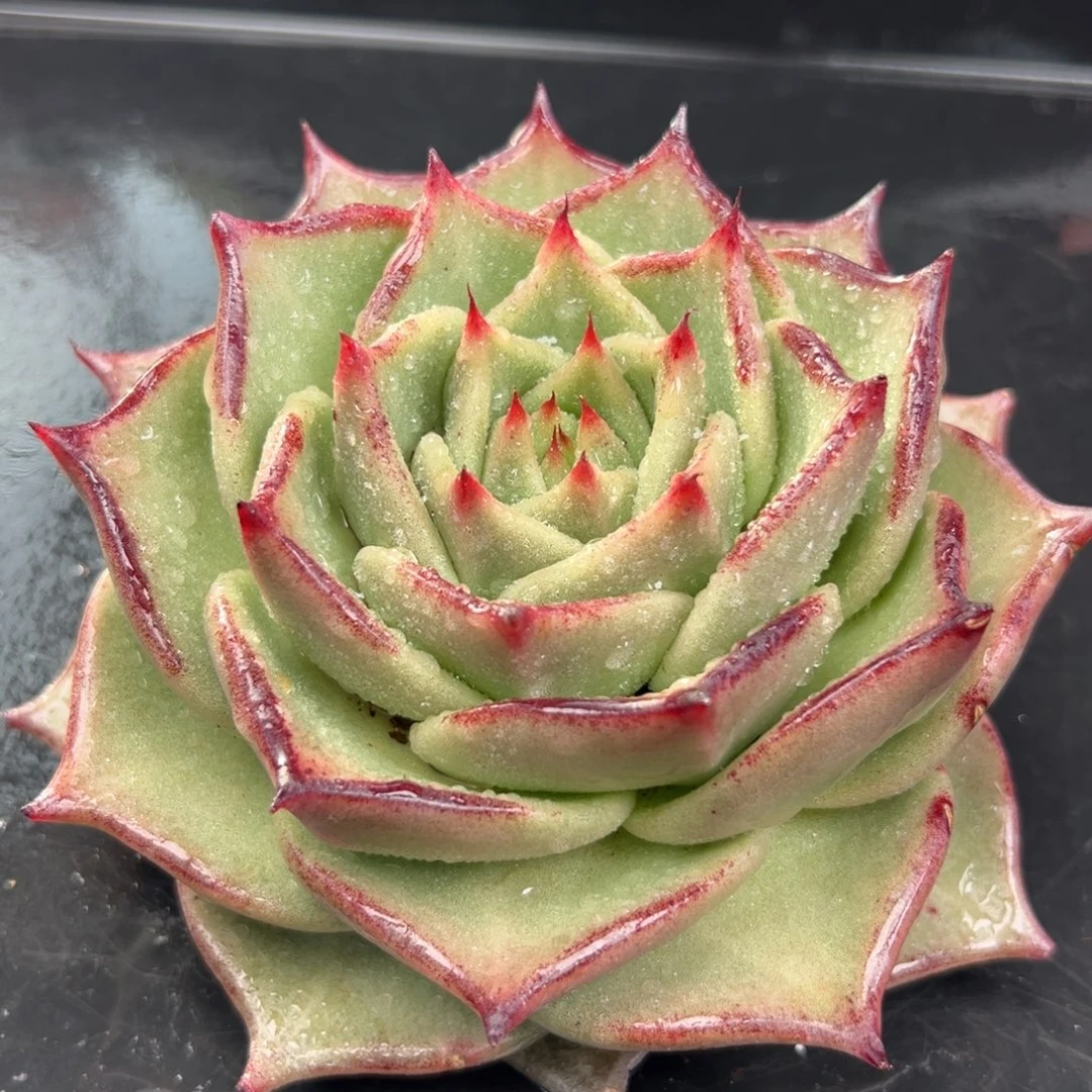 从前慢花园多肉编号1215-238