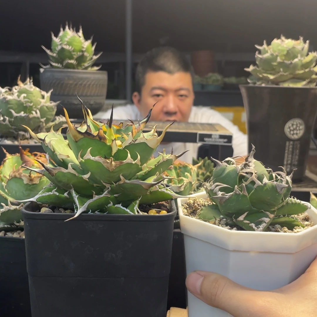 不***爷黑帝斯魔丸8888888888888888