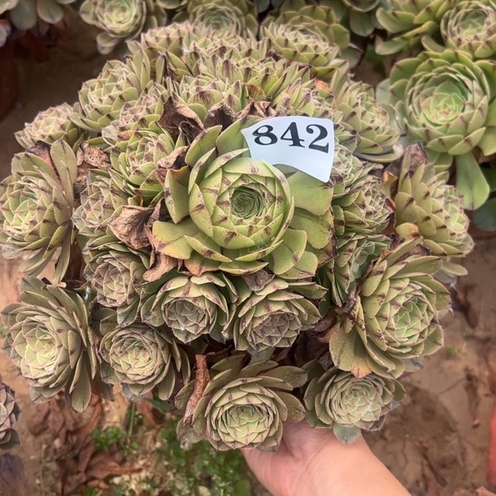 万拉丝多肉植物842.