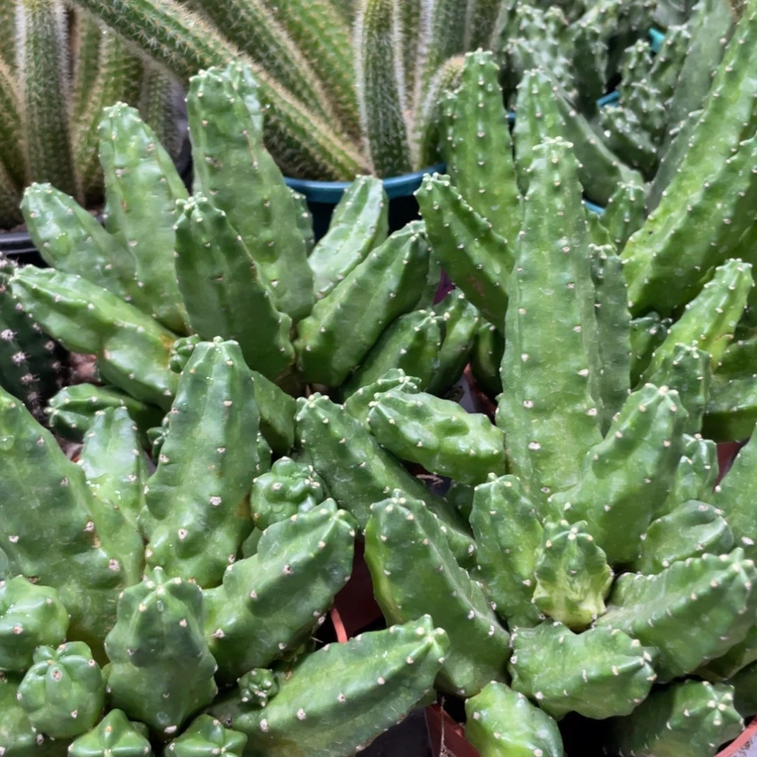 群生多头桃太郎一杯