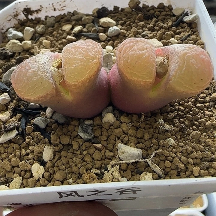 92双头风铃带盆土发货