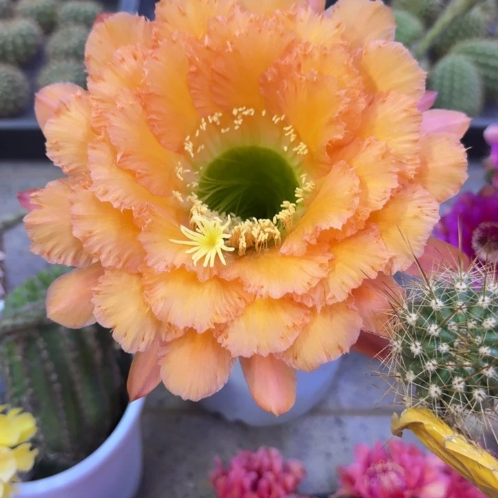 221毛橙粉佳人歪5公分左右无根侧牙，20包邮