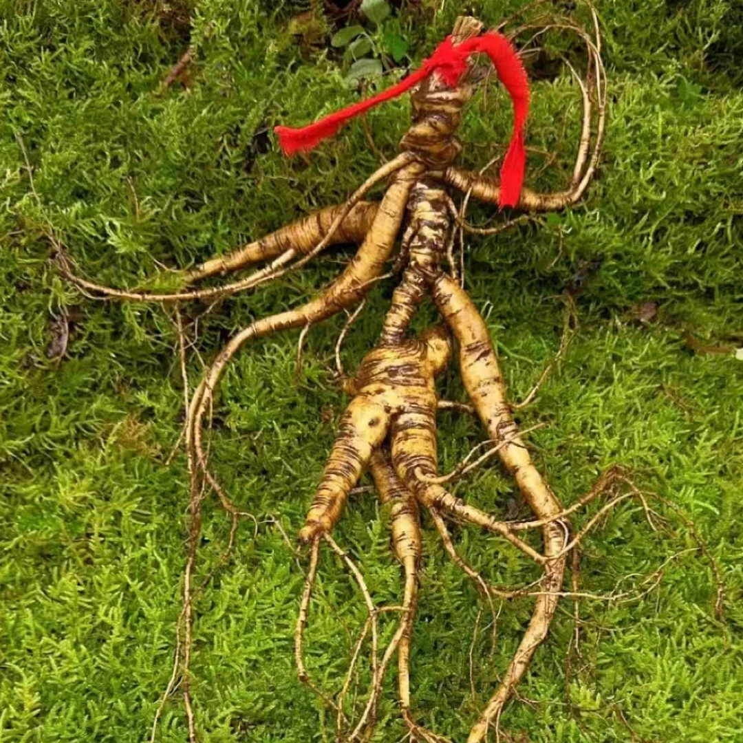 【小王推荐】长白山原产地新鲜林下山参煲汤泡酒