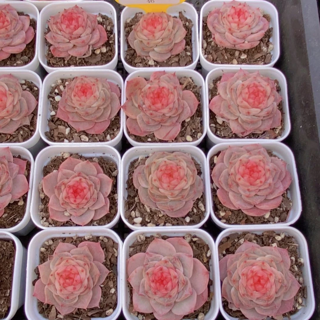 46-精品糖心冻唇蜜单头一个