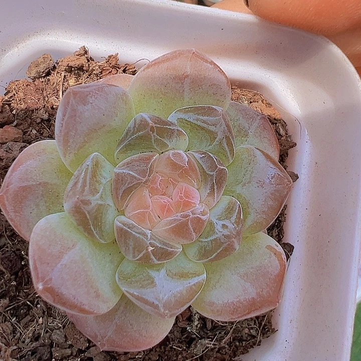 精品冰魄带盆19包邮