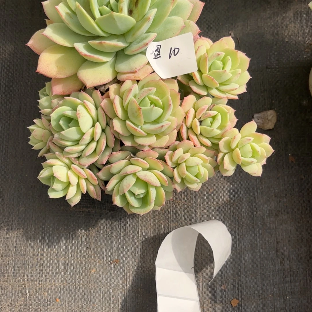 ?****#恋曲多肉植物