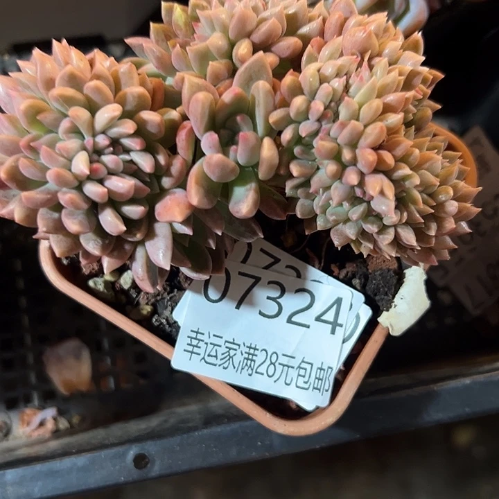 幸运的是我还在幸运