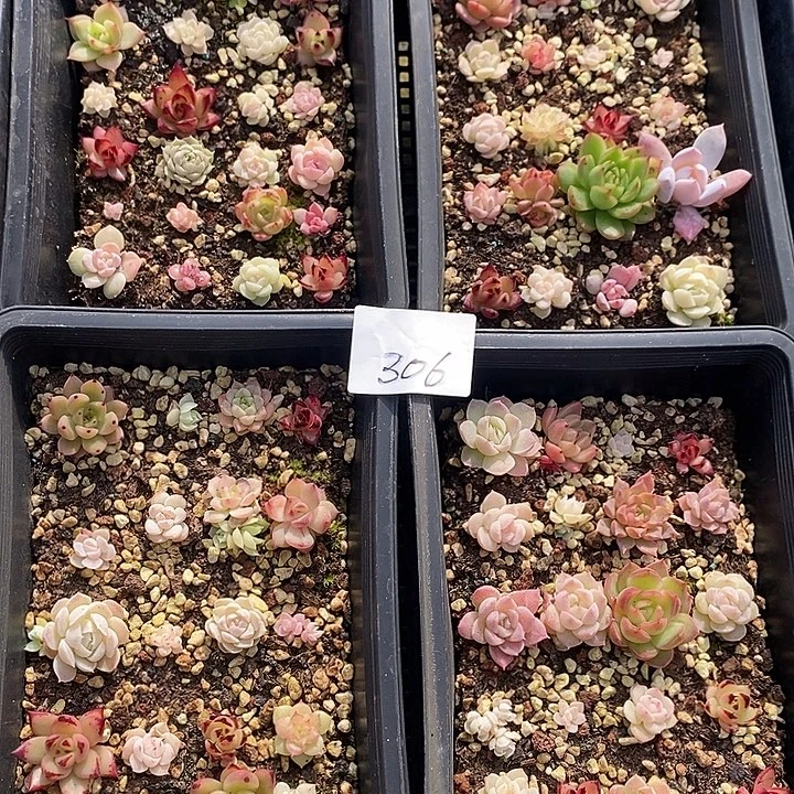 306 多肉植物盆栽花卉