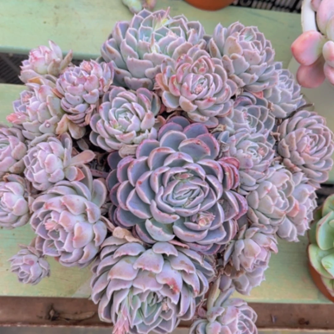 【闪购商品】月影杂1476