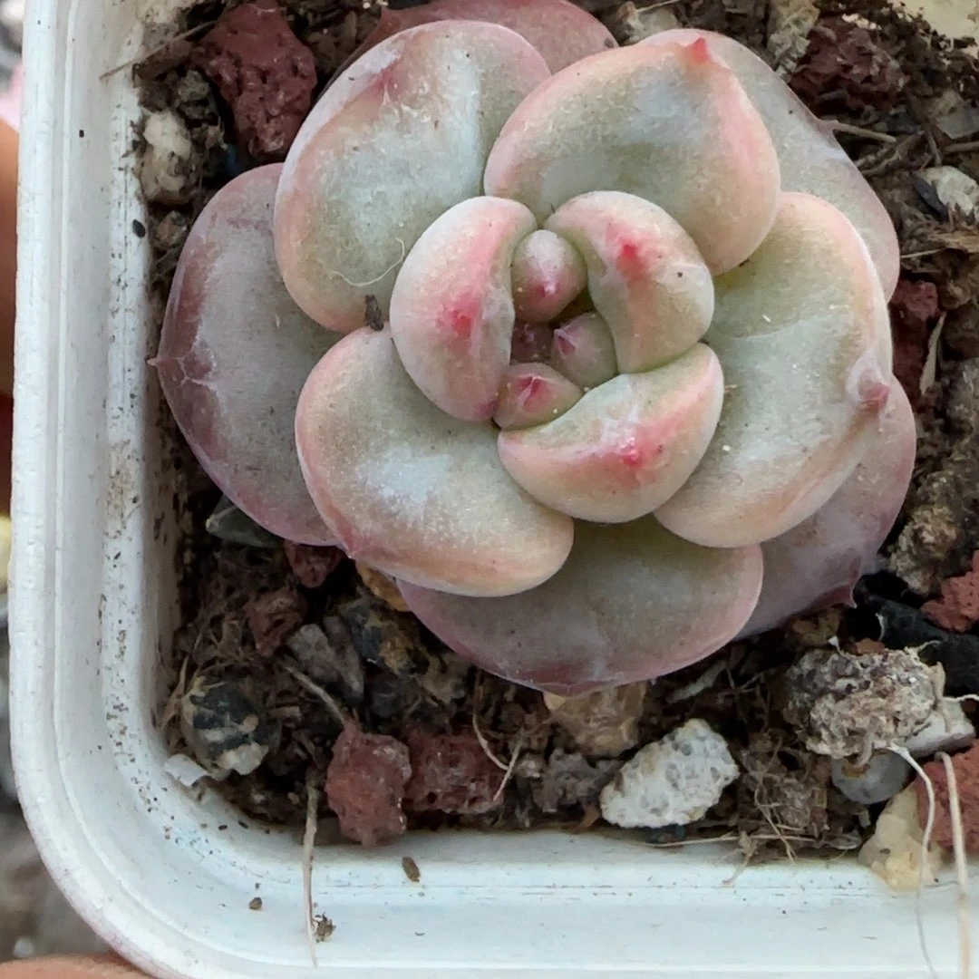 小卡拉米糖心一物一拍