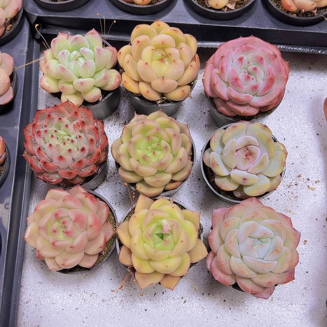 珍妮组合9盆带盆带土