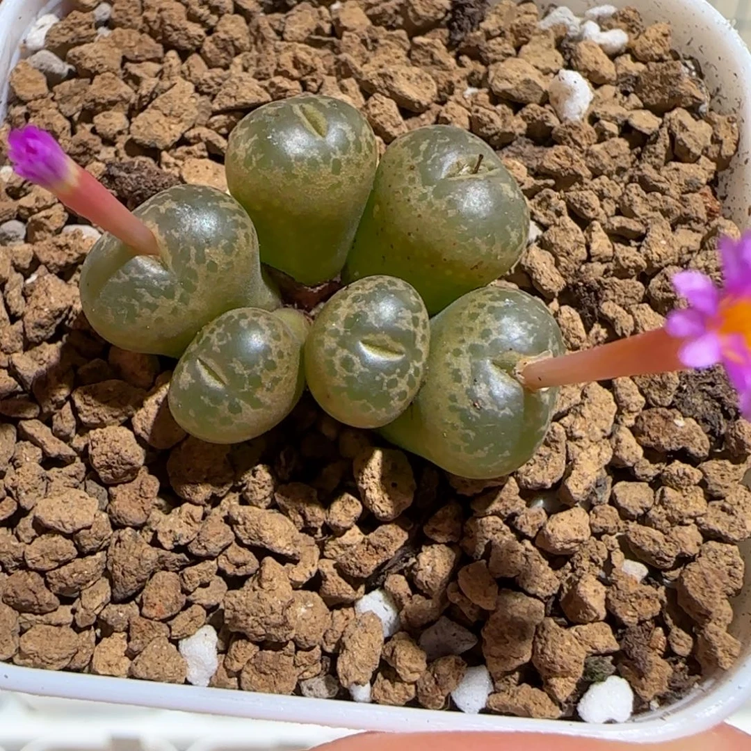 肉锥多肉植物组合-肯尼迪母本1221