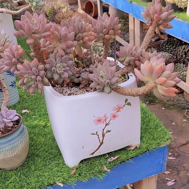 峰***3带盆发多肉植物哈哈哈哈哈