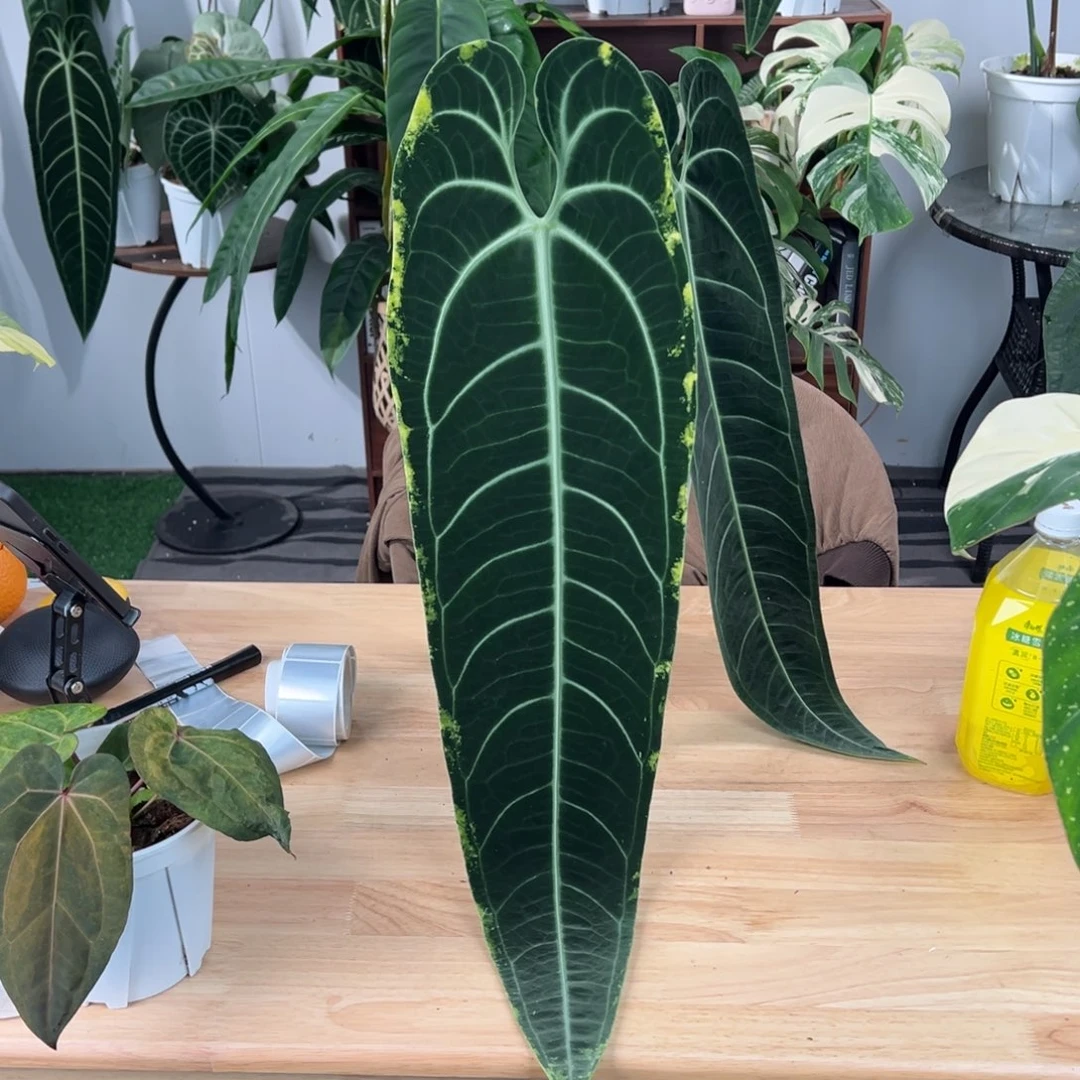 完全开放个体金边鹤后