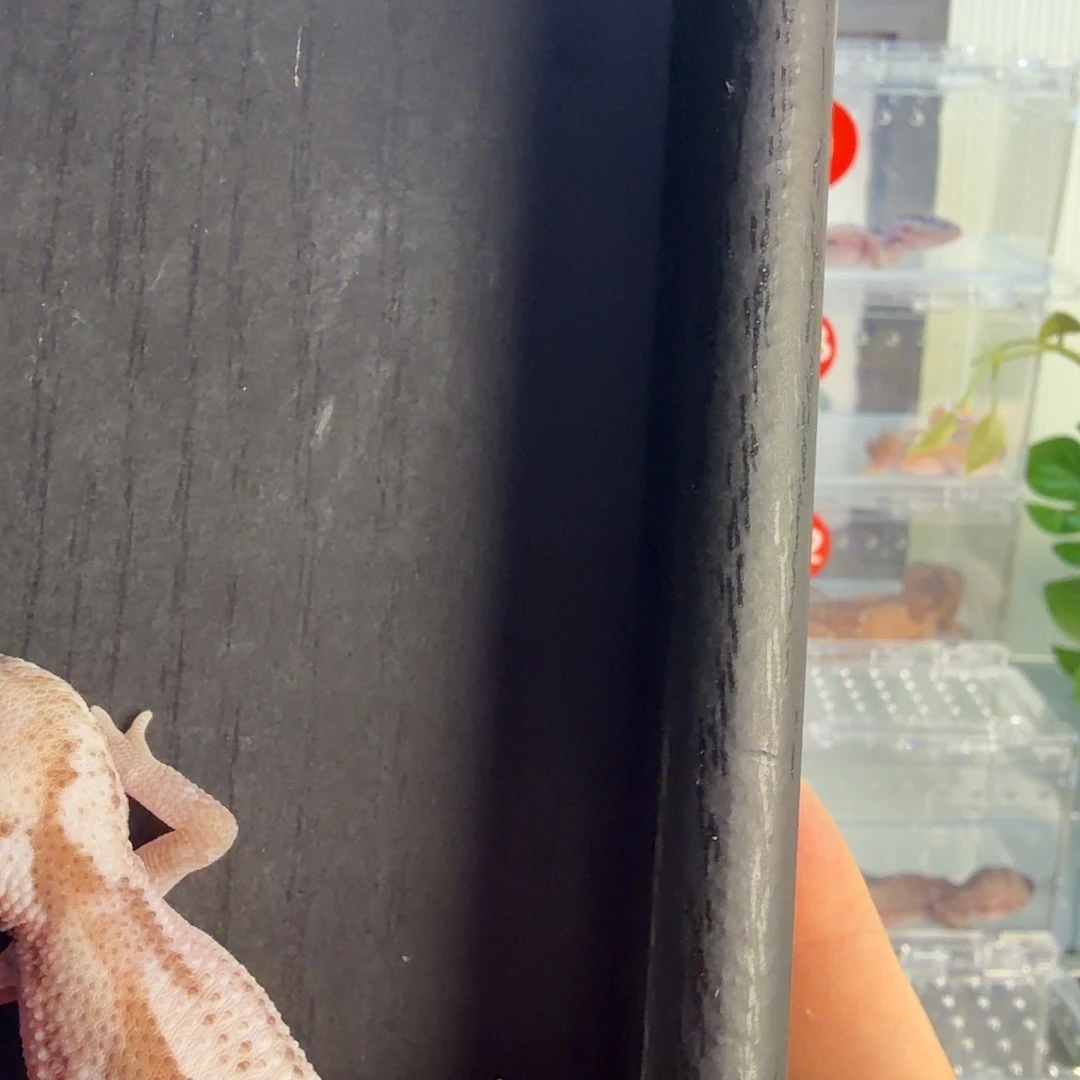 肥尾守宫肥尾守宫活体