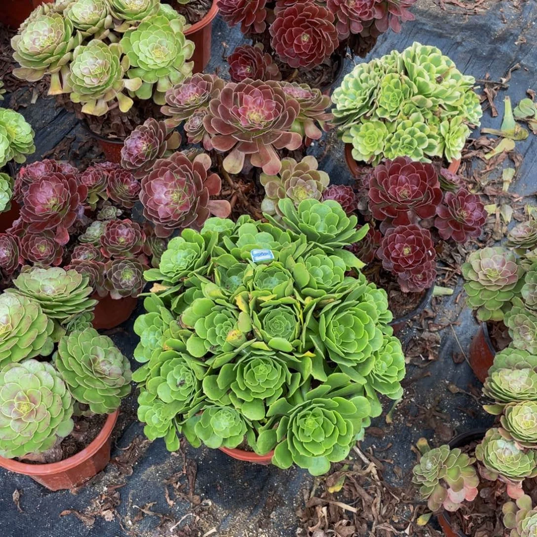 20鲜花老桩绿玫瑰鲜花