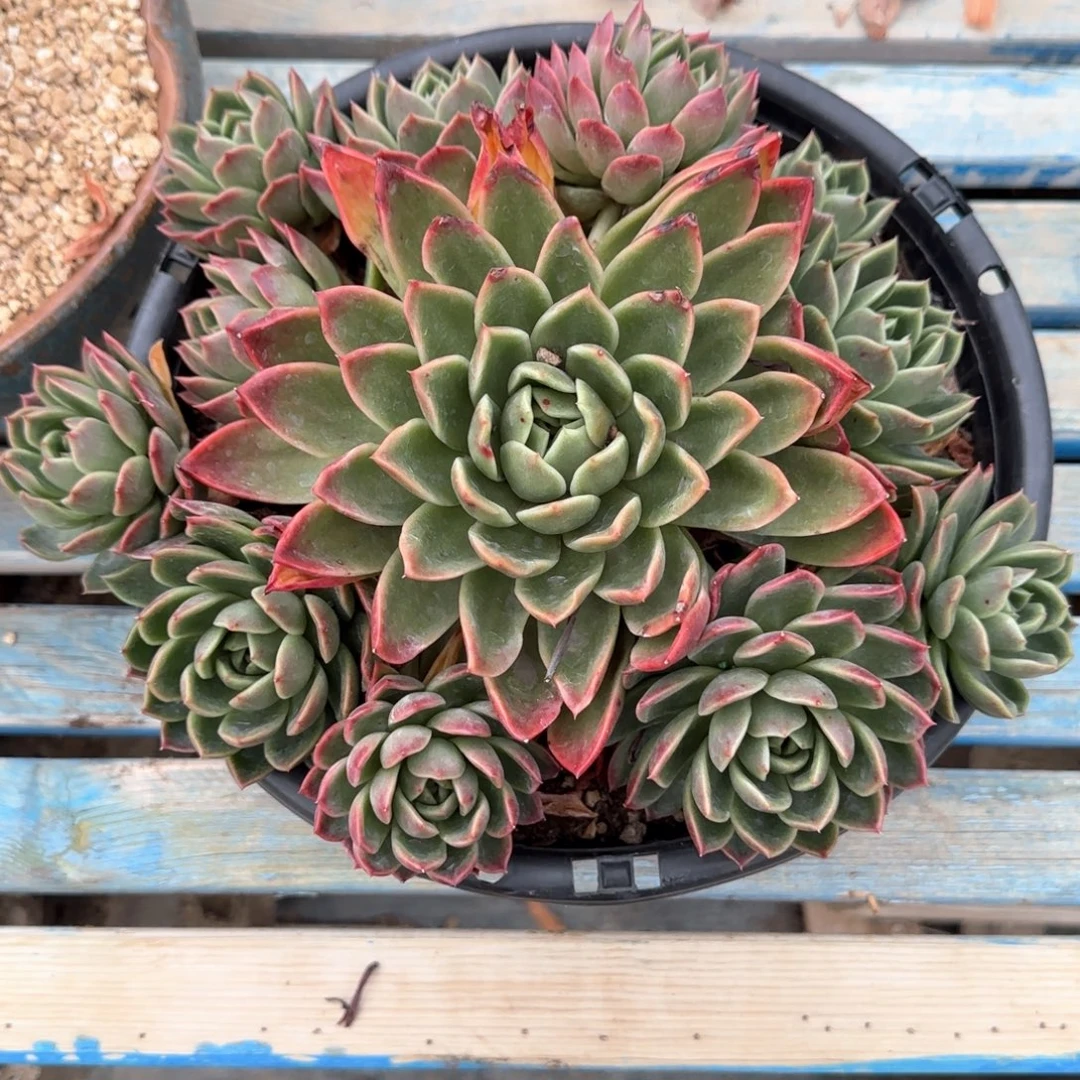 多肉植物多肉植物
