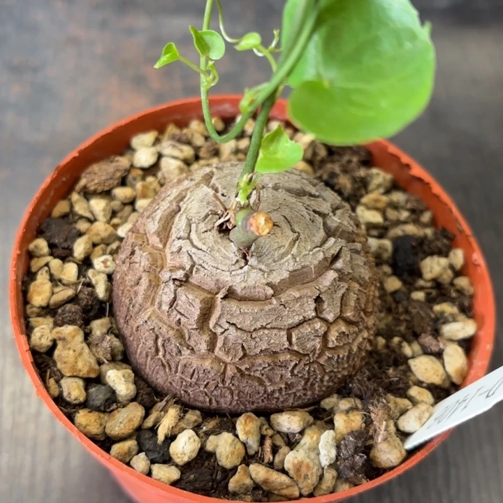 1406号龟甲龙带盆包邮不退不换