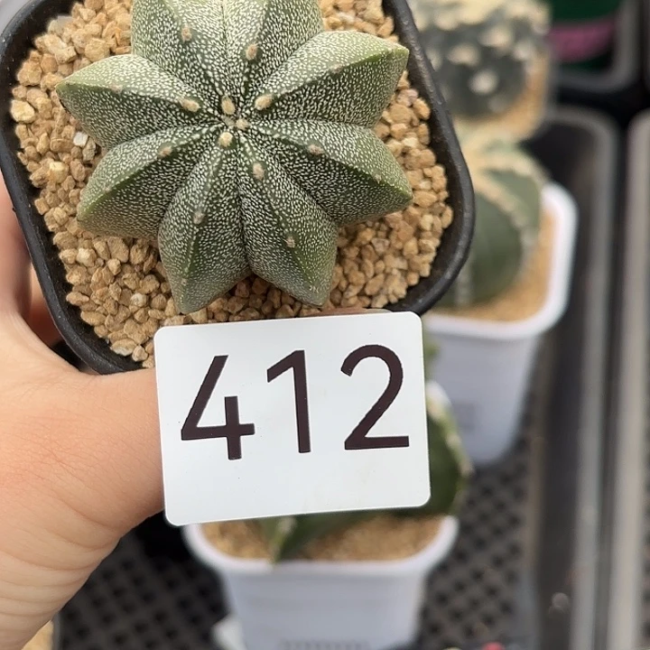 ****3412。    一物一拍