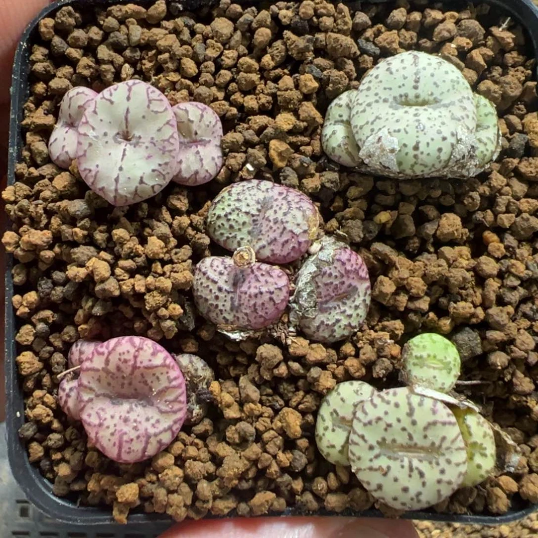 18-57安贞多肉植物，